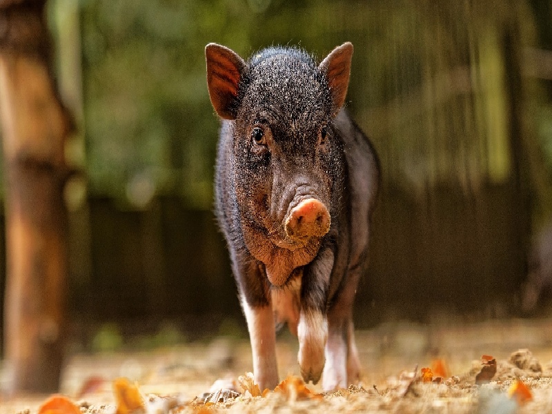 做柬埔寨婴儿试管深圳中沁试管试管查性激素